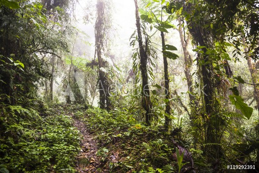 Picture of Trail through cloud forest